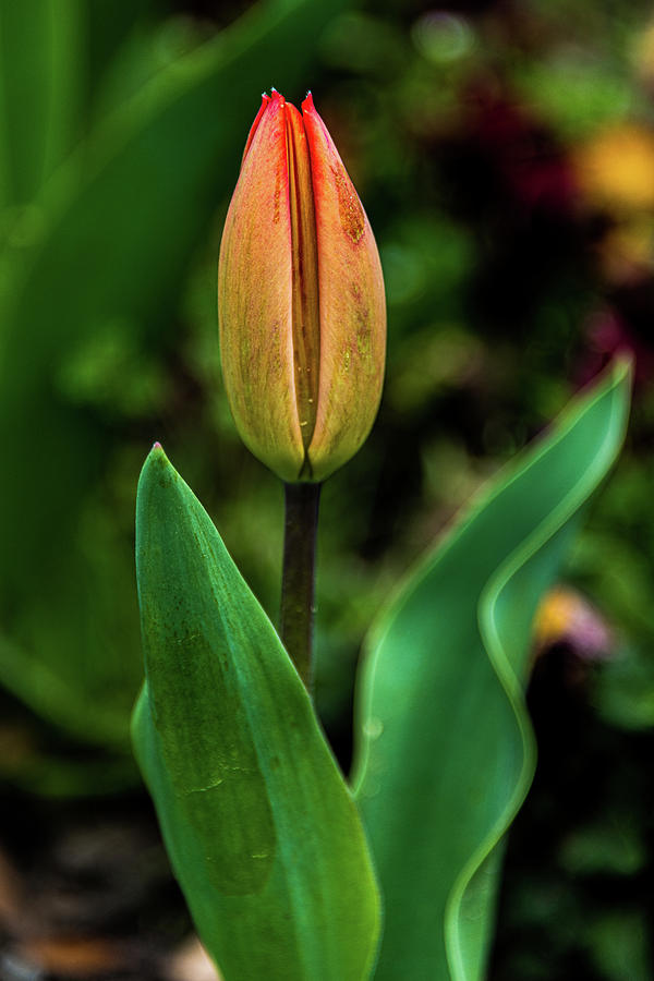 Orange Tulip Photograph