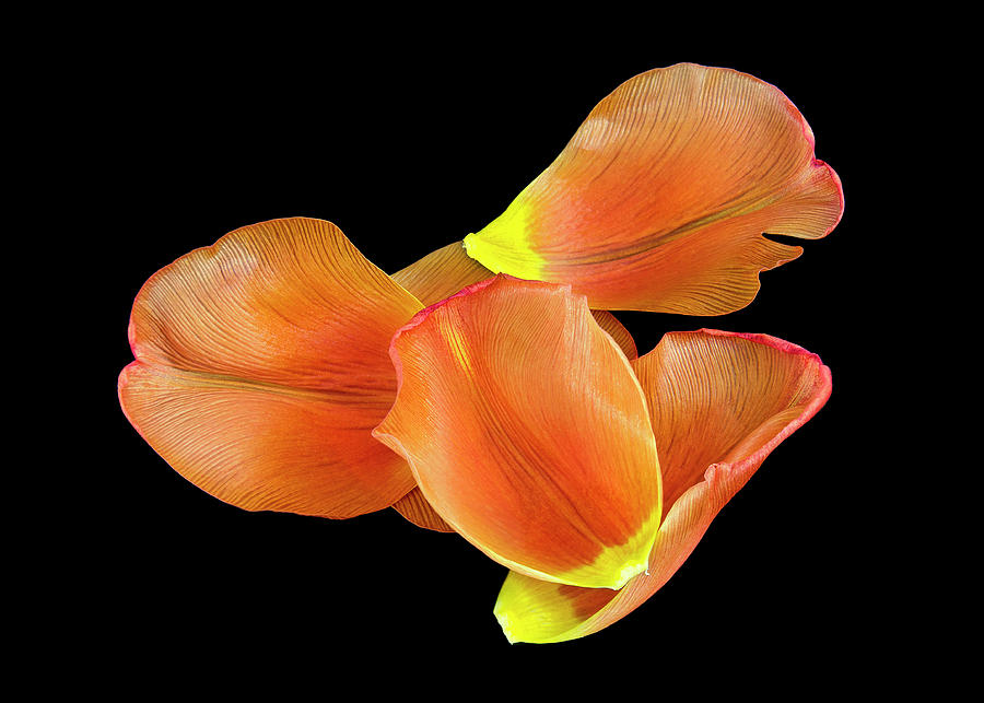 Nature Photograph - Orange tulip by Leopold Brix