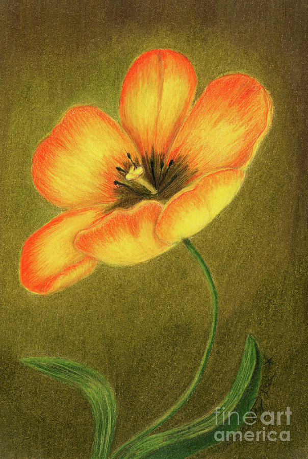 Orange Tulip Opening Painting by Dorothy Lee