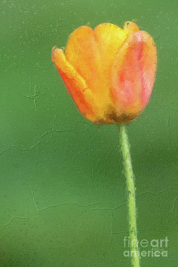 Orange Tulip Painting Digital Art by David Millenheft
