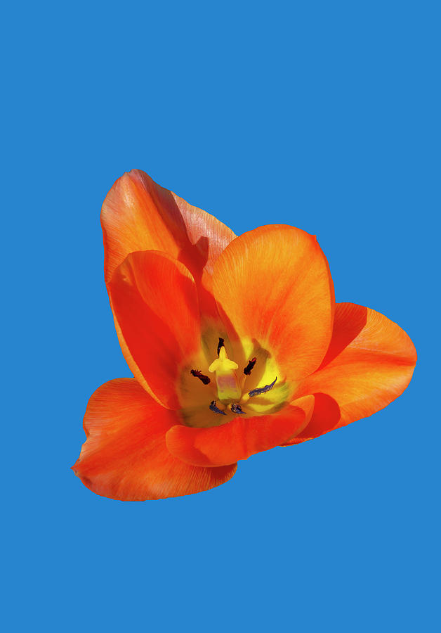 Orange Tulip Petals on Blue Photograph by Cate Franklyn