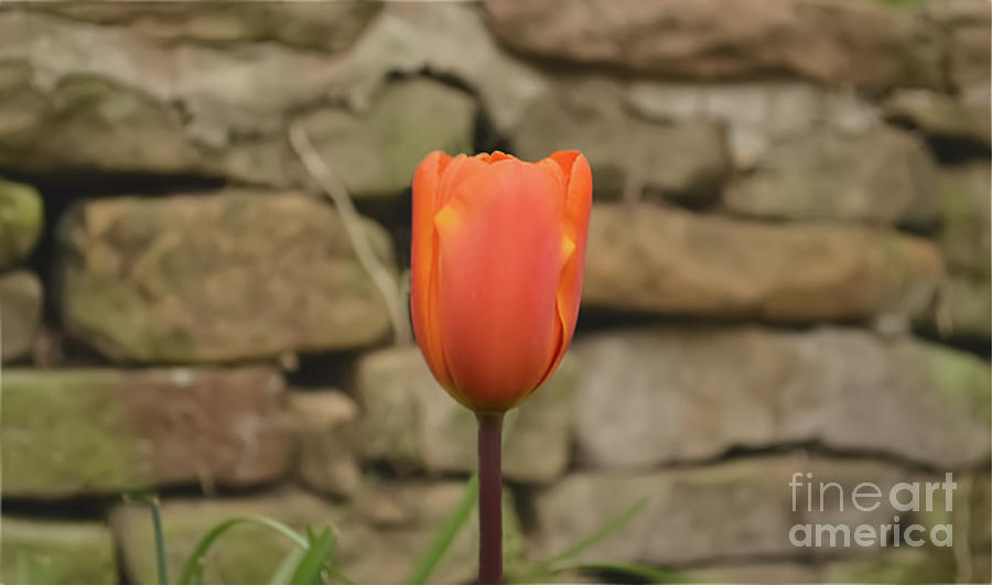 Orange Tulip Photograph by Pics By Tony