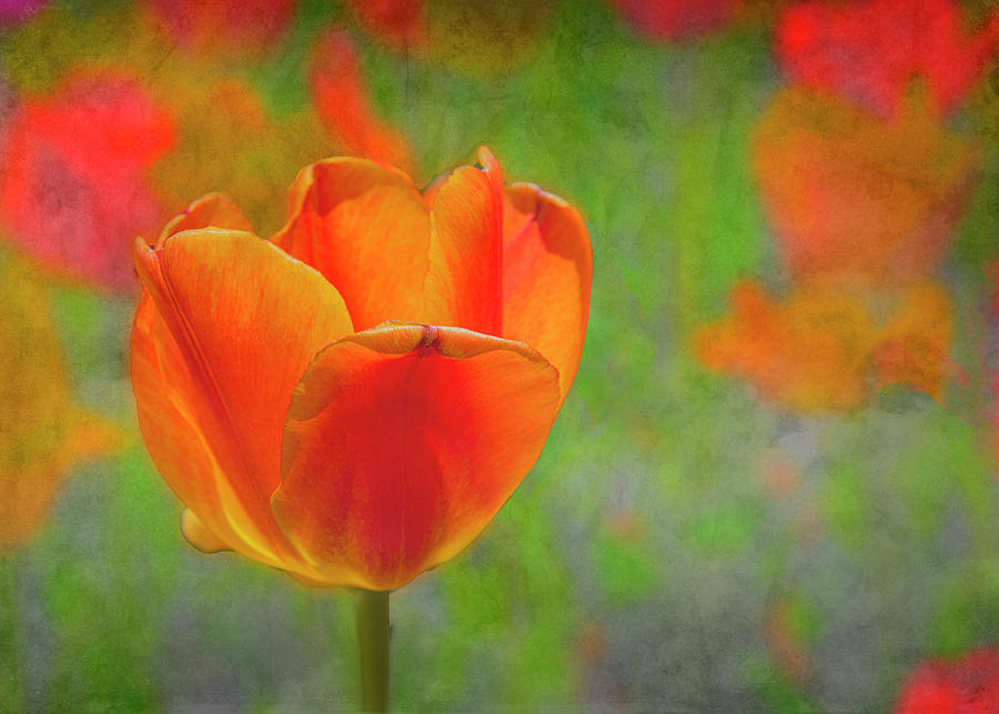 Orange Tulip with Textured Background Photograph by Lowell Monke