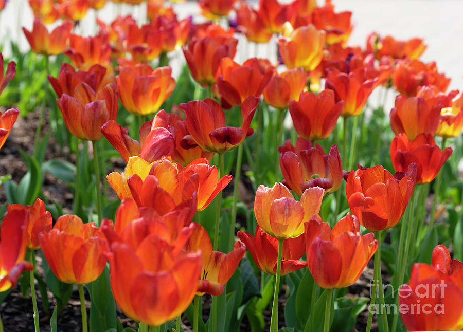 Orange Tulips Photograph by Cathy Donohoue