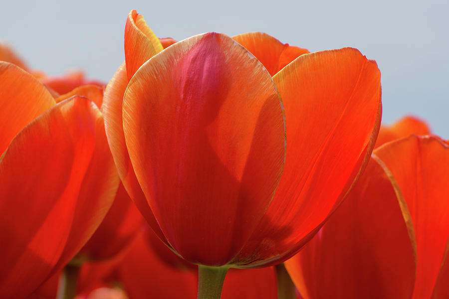 Orange Tulips Close Up Photograph by Maria Meester