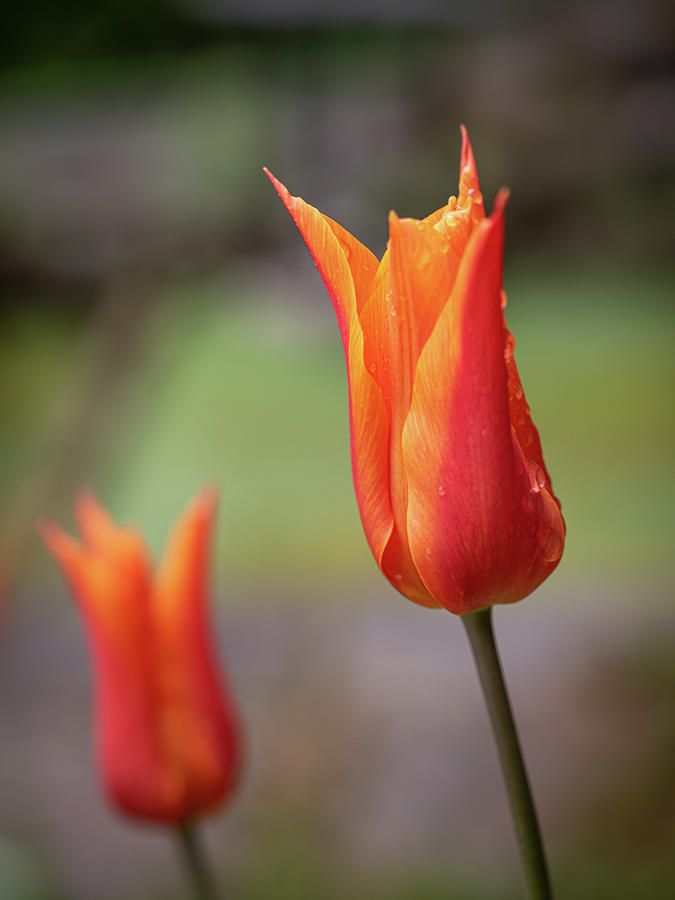 Orange tulips Photograph by Average Images