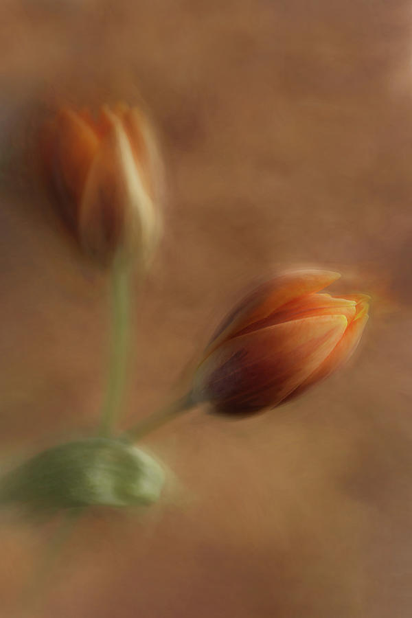 Orange Tulips Photograph by Jolanta Zychlinska