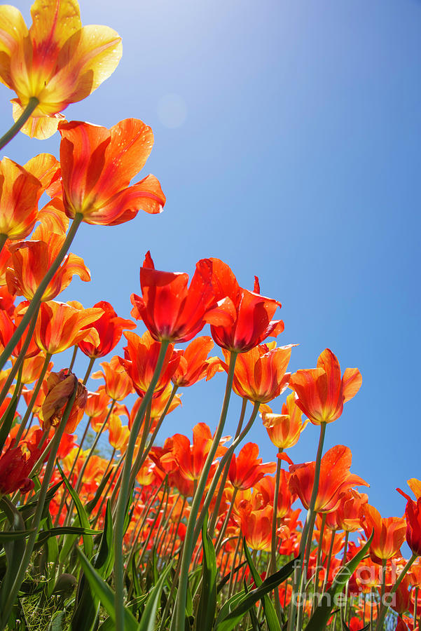 Spring Photograph - Orange tulips by Juli Scalzi