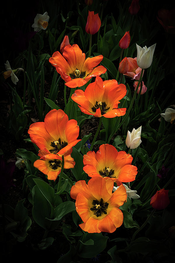 Orange Tulips Art Photo Photograph by Lily Malor