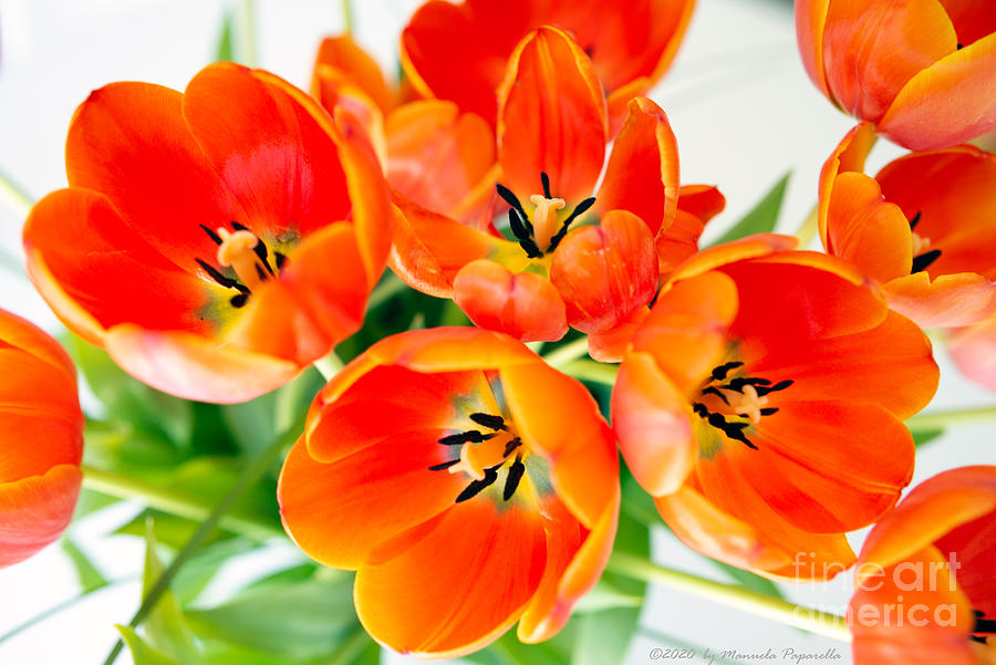 Orange Tulips Photograph by Manuelas Camera Obscura