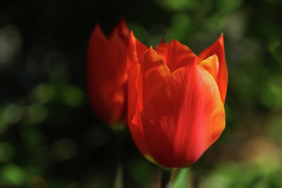 Orange Tulips Photograph by Maria Meester