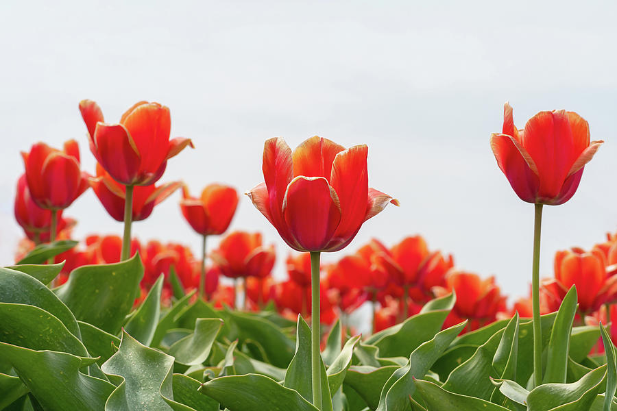 Orange Tulips standing tall Photograph by Maria Meester