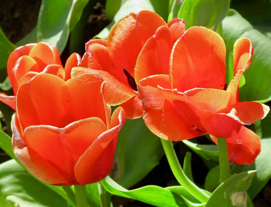 Orange Tulips Photograph by Stephanie Moore