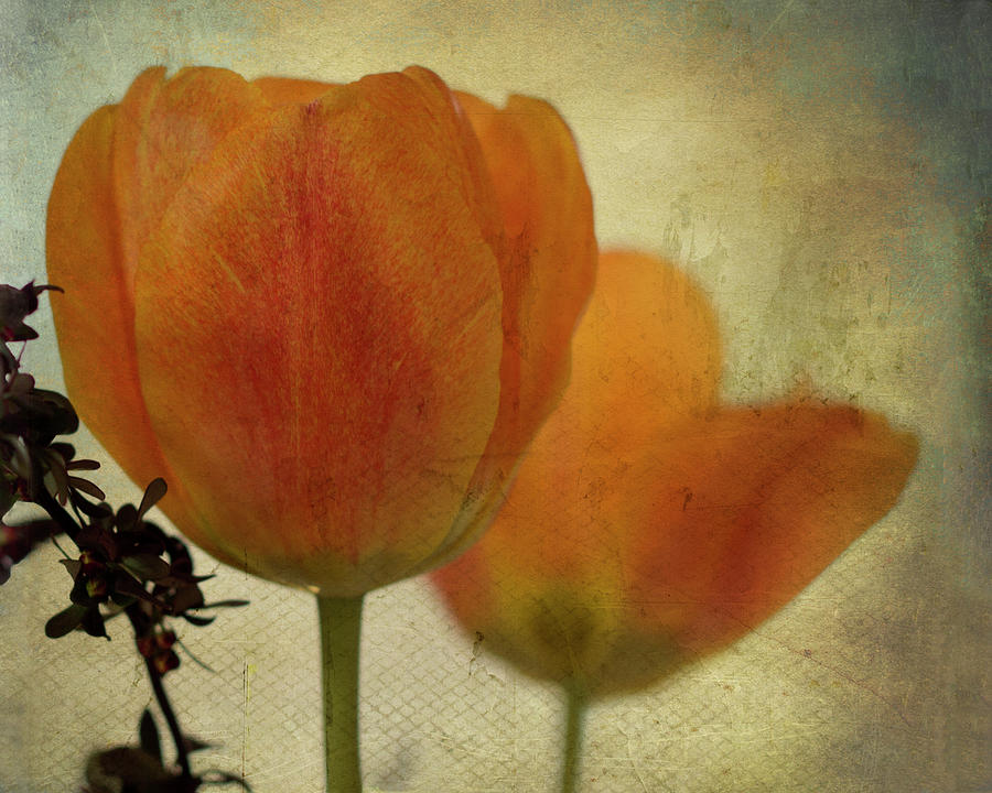 Tulip Photograph - Orange Tulips with Texture by Patti Deters