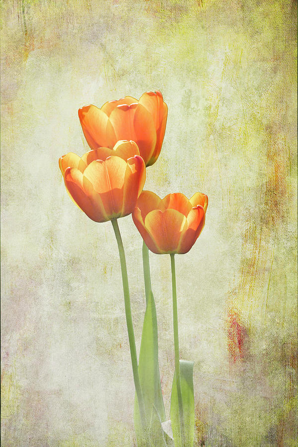Orange Tulips with Vintage Texture - Vertical Photograph by Patti Deters