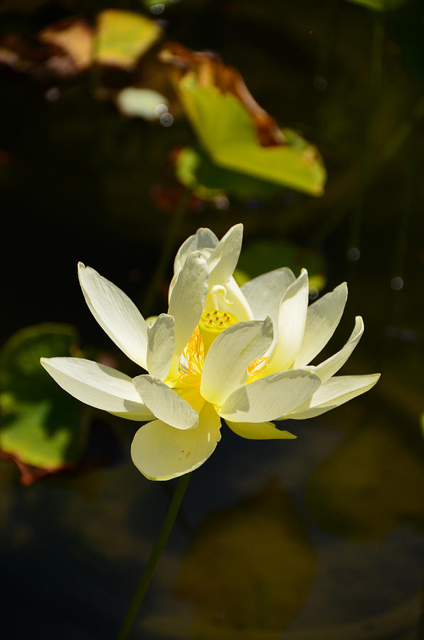 Orange Water Lily - Lan Su Chinese Garden, Portland, Oregon Photograph by Alex Vishnevsky