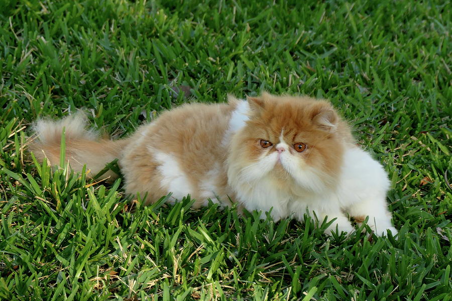 fluffy white persian cat
