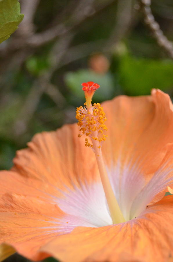 Orange White Hibiscus 2 Photograph by Amy Fose