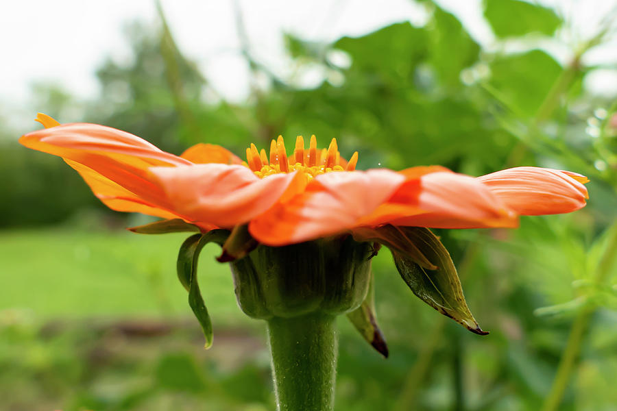 Orange Wild Flower Photograph by Sandra Js
