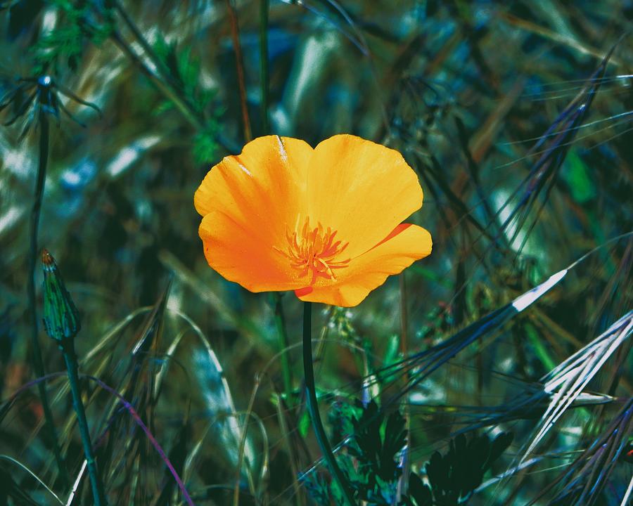 Orange Wildflower Photograph by Andrew Lawrence