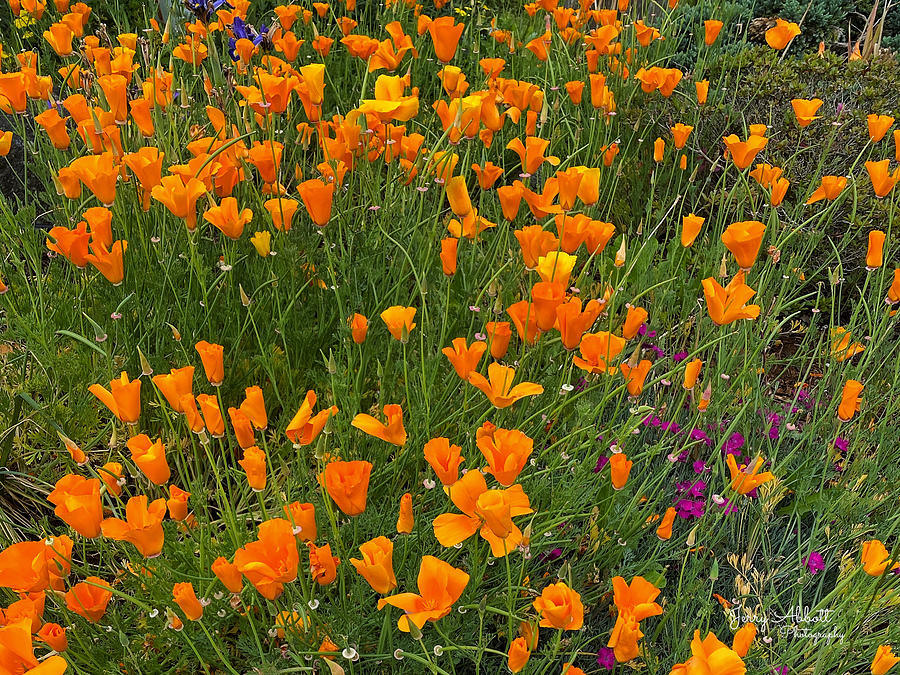 Orange Wildflowers  Photograph by Jerry Abbott