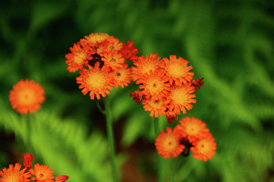 Orange Wildflowers of Vermont Photograph by Raymond Salani III