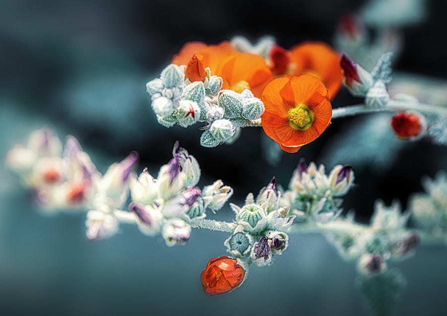 Orange Wildflowers Photograph by Paul Bartell