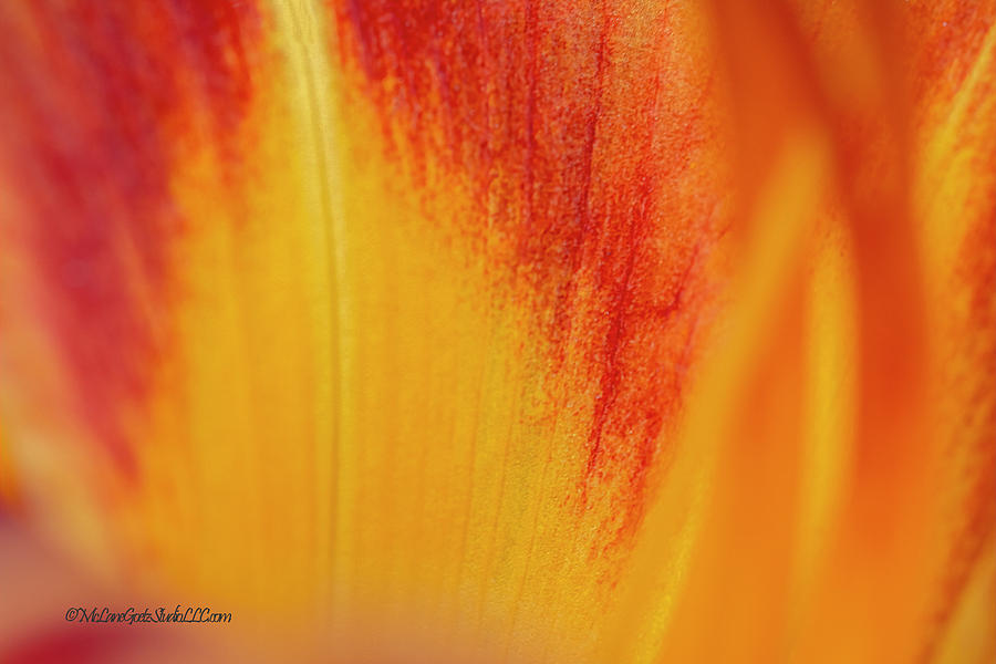 Orange Wood Lily Photograph