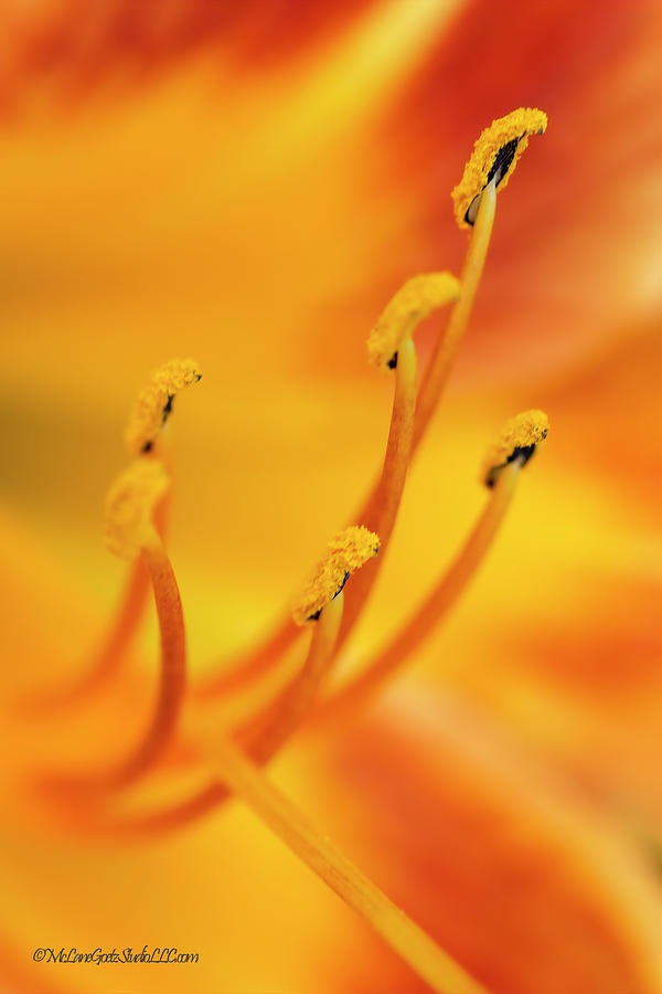 Orange Wood Lily Stamens Photograph by LeeAnn McLaneGoetz McLaneGoetzStudioLLCcom