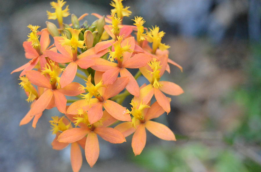 Orange Yellow Flowers Photograph by Amy Fose