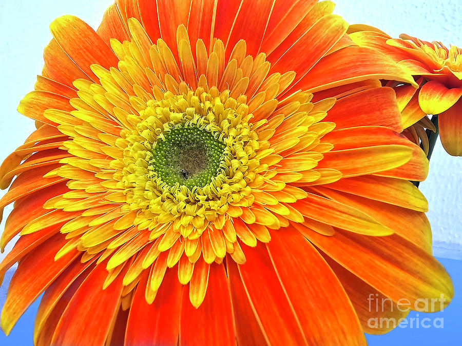 Orange Yellow Gerbera Daisy by Kaye Menner Photograph by Kaye Menner