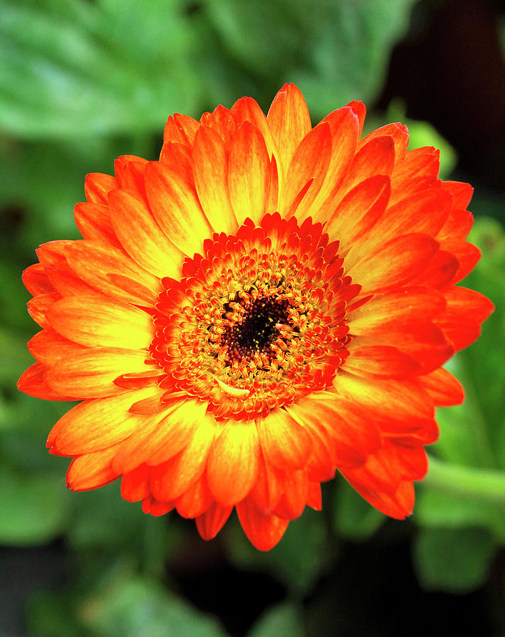 orange and yellow gerbera daisies