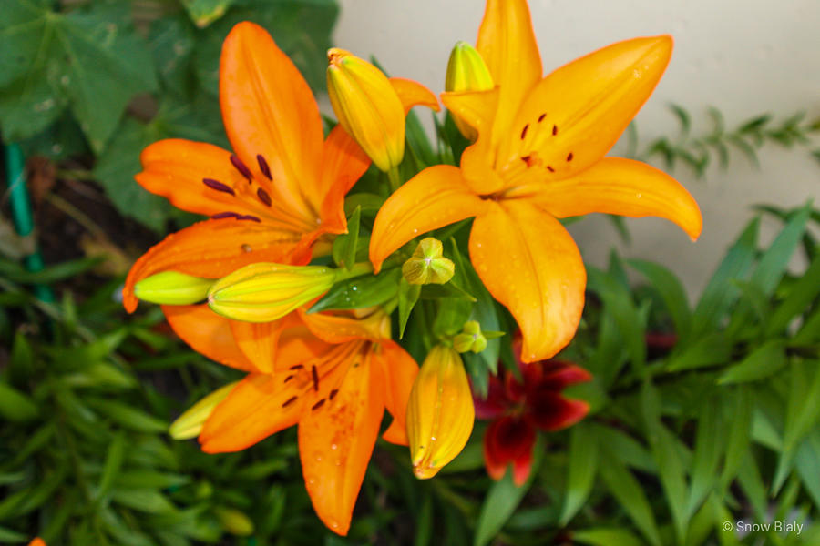 Orange Yellow Lily Flowers Photograph by Snow Bialy - Fine Art America