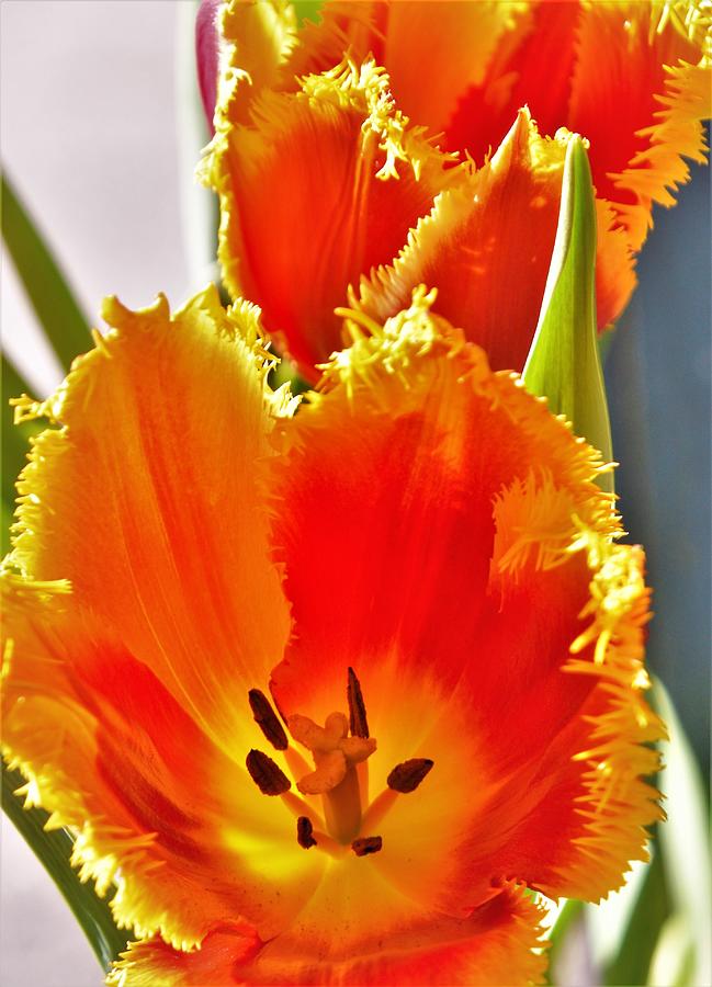 - Orange/Yellow Tulip 3 Photograph by THERESA Nye