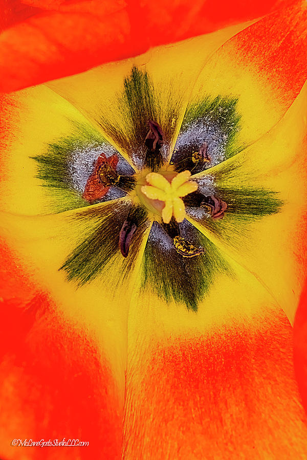 Orange Yellow Tulip Photograph by LeeAnn McLaneGoetz McLaneGoetzStudioLLCcom