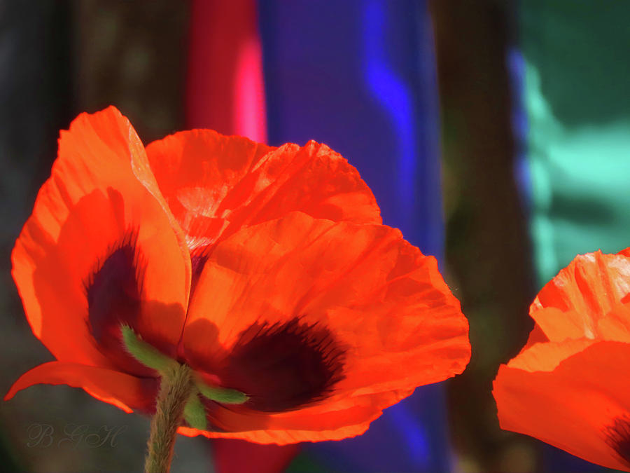 Orange You Beautiful Poppy - Orange Flowers - Floral Photographic Art Photograph by Brooks Garten Hauschild
