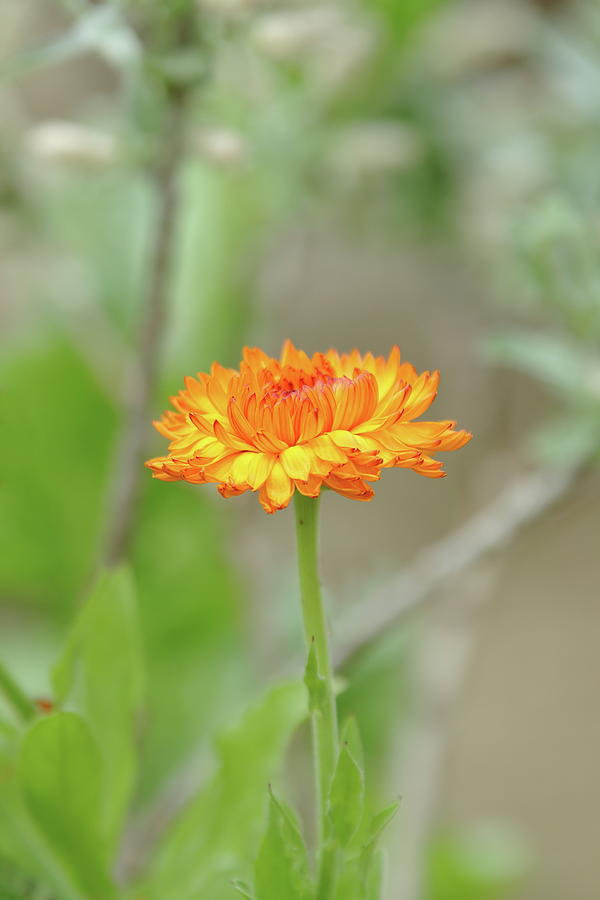 Orange You Glad Its Spring Photograph by Lens Art Photography By Larry Trager