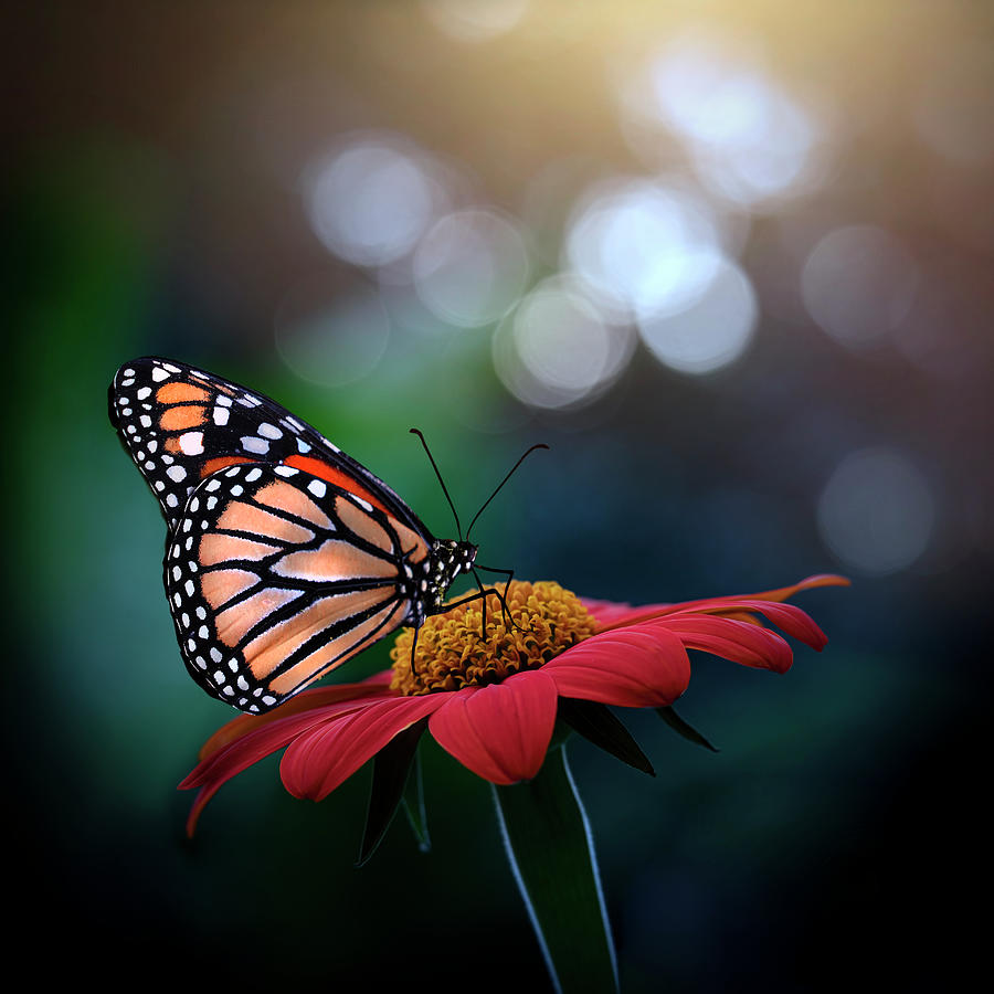 Orange Zinnia and Monarch Butterfly from Flowers and Butterflies Photograph by Lily Malor