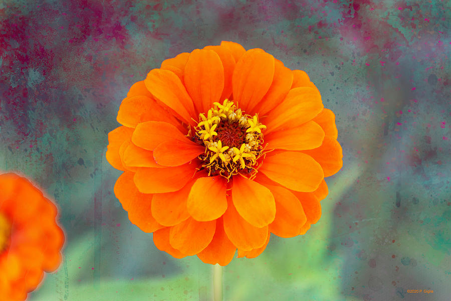 Orange Zinnia Photograph by Paul Giglia