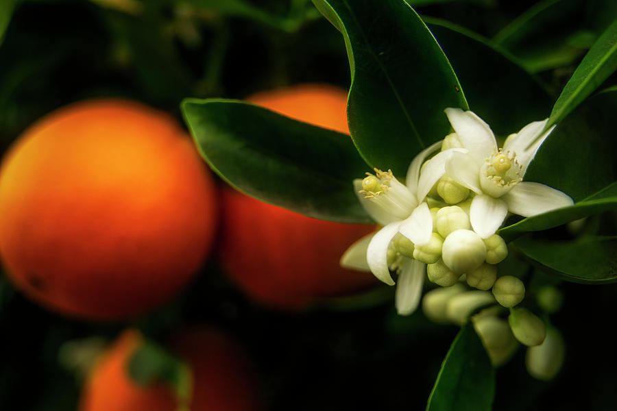 Oranges and Blossoms Photograph by Lindsay Thomson