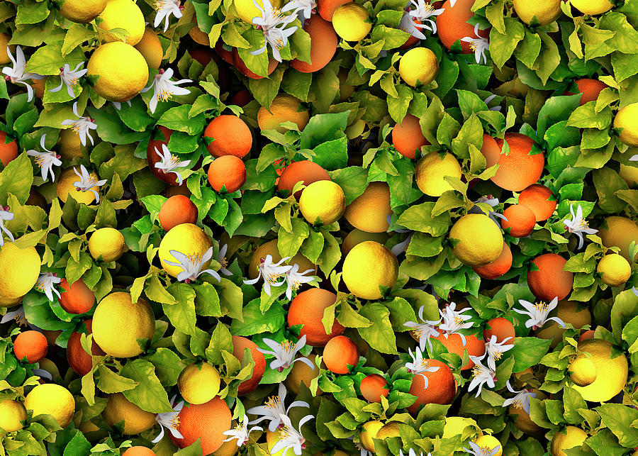 Oranges and Lemons Photograph by Vanessa Thomas