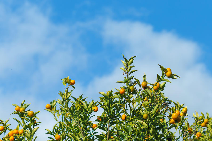 Oranges hanging tree with cloud and blue sky. Photograph by Bixpicture