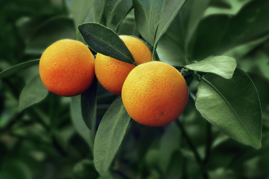 Tree Photograph - Oranges - No 2 by Nikolyn McDonald