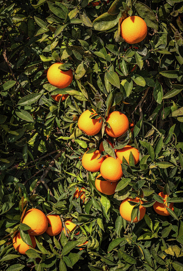 Oranges Ready To Harvest Photograph by Elvira Peretsman