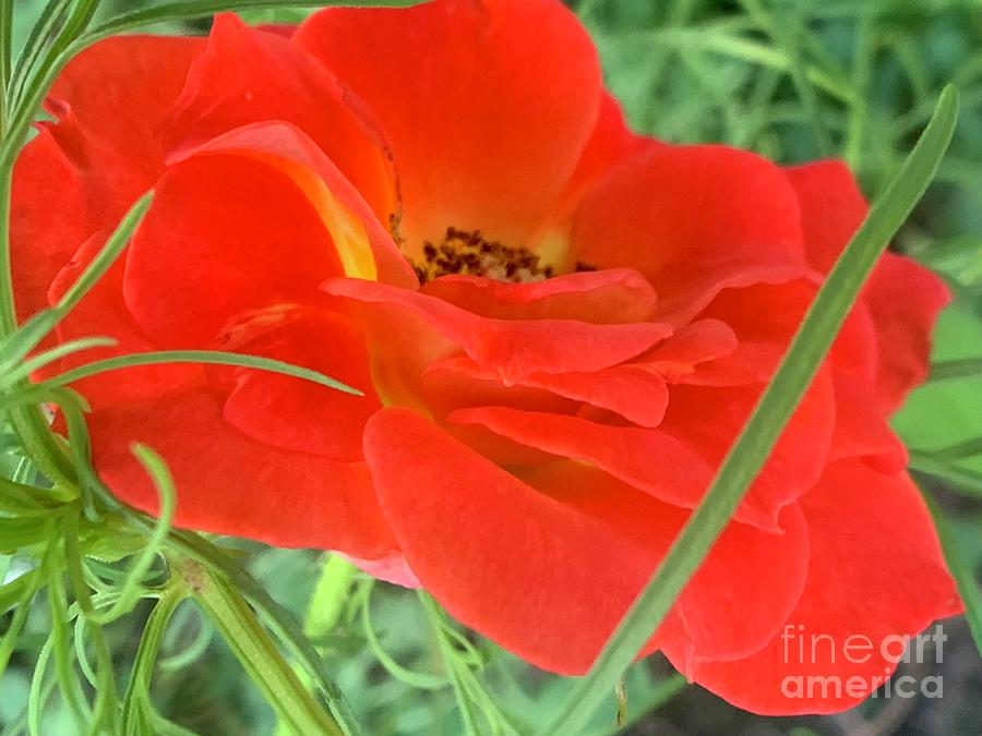 Orangey Rose Photograph by Catherine Wilson