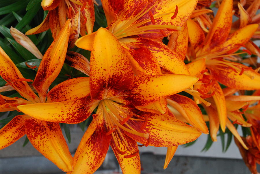 Orangey Yellow Lilies Photograph by Ee Photography