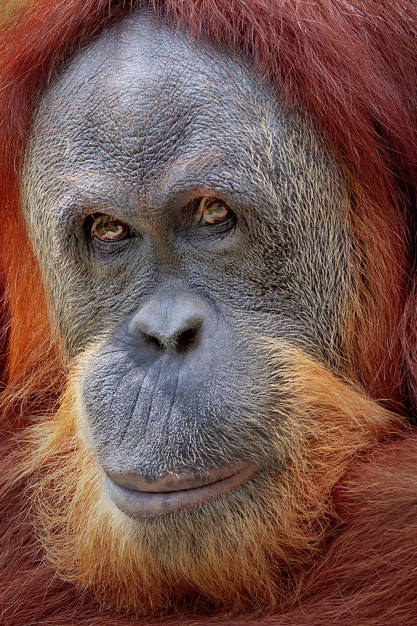 Orangutan 2 Photograph