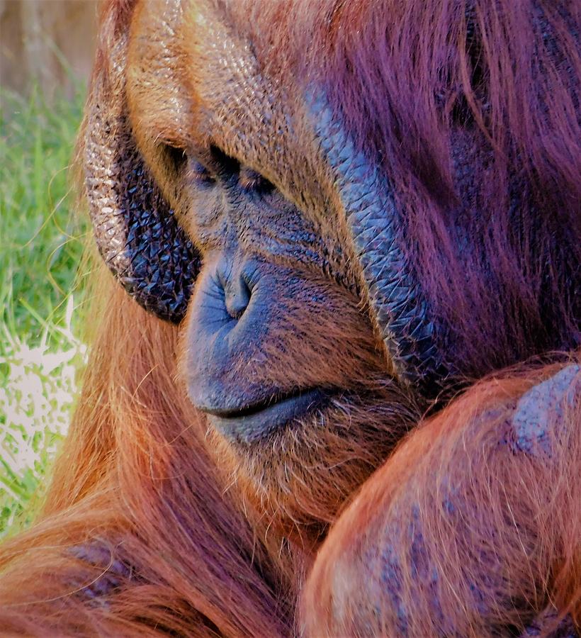 - Orangutan 2 Photograph by THERESA Nye