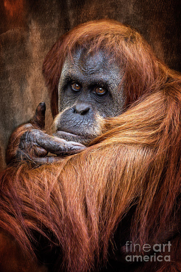Orangutan Photograph by Adrian Evans