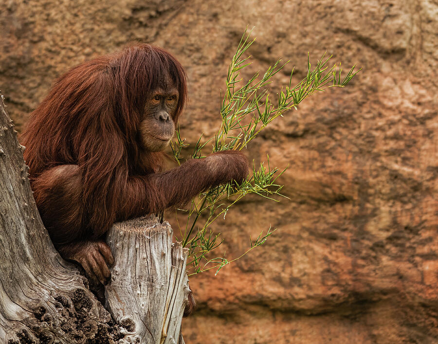 Orangutan - Albuquerque Zoo Photograph by Robert Niemeier Orangutan - Albuquerque Zoo Photograph by Robert Niemeier